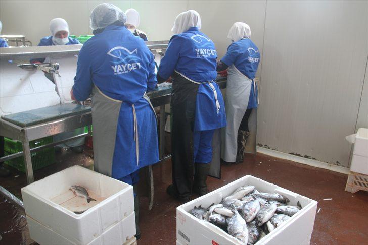 Konya'daki su ürünleri işleme tesisinden 5 ülkeye deniz ürünü ihracatı G4