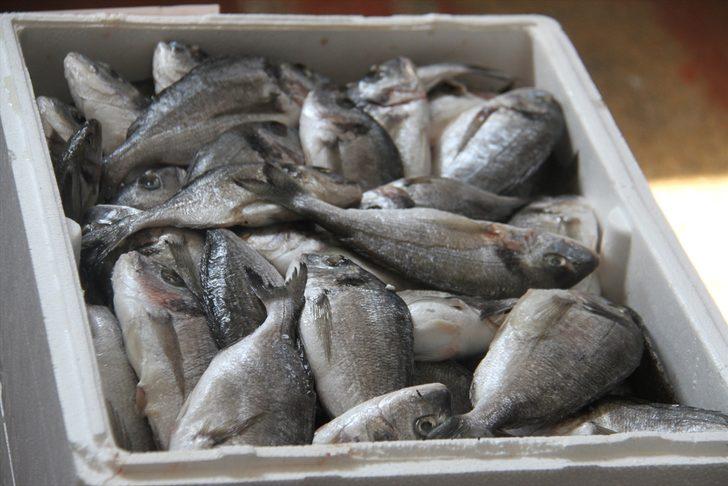 Konya'daki su ürünleri işleme tesisinden 5 ülkeye deniz ürünü ihracatı G5