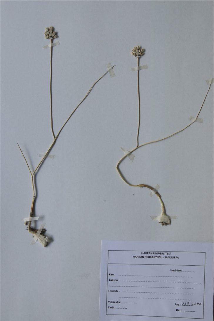 Mardin'de yeni bir yabani soğan türü bulundu G1