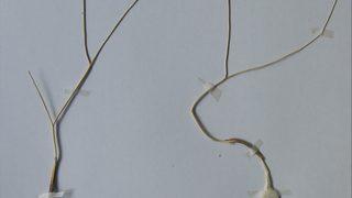 Mardin'de yeni bir yabani soğan türü bulundu