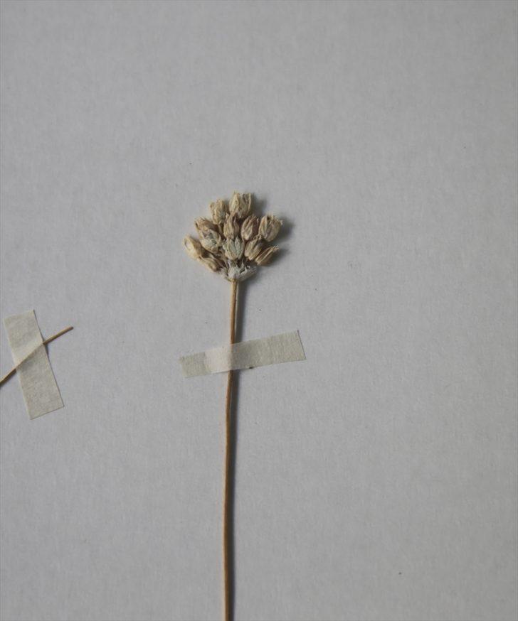 Mardin'de yeni bir yabani soğan türü bulundu G2