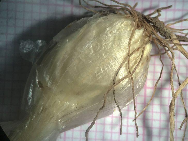 Mardin'de yeni bir yabani soğan türü bulundu G3