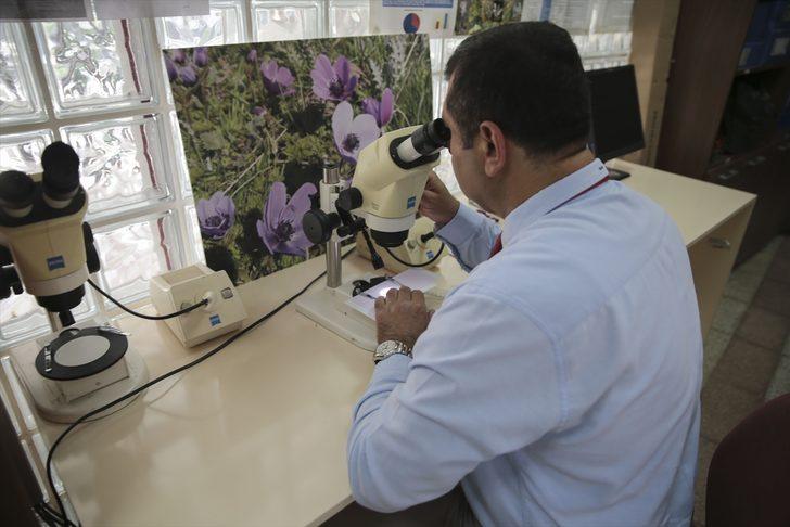 Mardin'de yeni bir yabani soğan türü bulundu G4