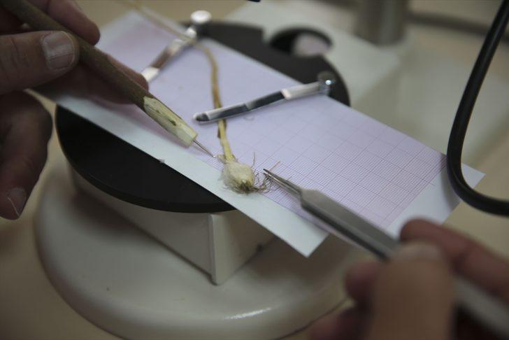 Mardin'de yeni bir yabani soğan türü bulundu G5