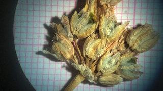 Mardin'de endemik bir soğan türü bulundu