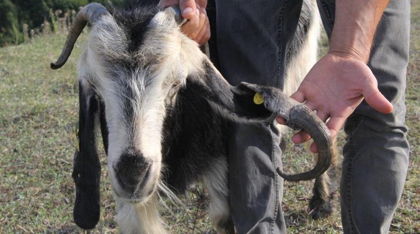 "Boynuz kulağı geçti" atasözü gerçek oldu! 6 ay önce aldığı keçi üç boynuzlu çıktı