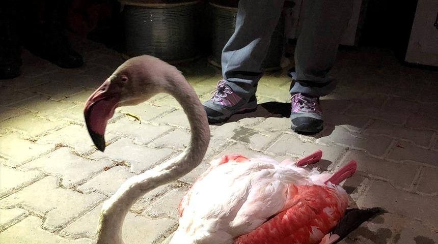 Çanakkale'de uzun uçuştan yorgun düşen flamingo tedavi altına alındı
