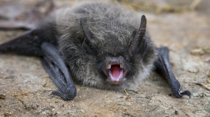 Yarasa kaynaklı! Hindistan'da 12 yaşındaki çocuk Nipah virüsünden hayatını kaybetti 