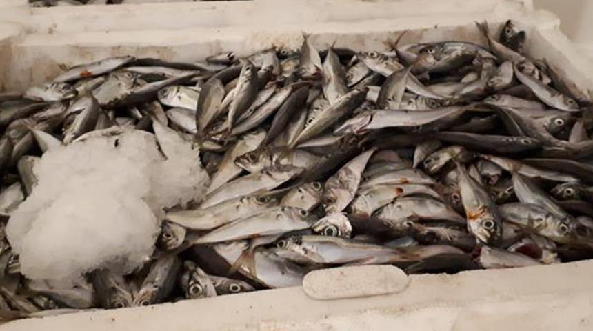 İstanbul'da 7 ton istavrite el konuldu