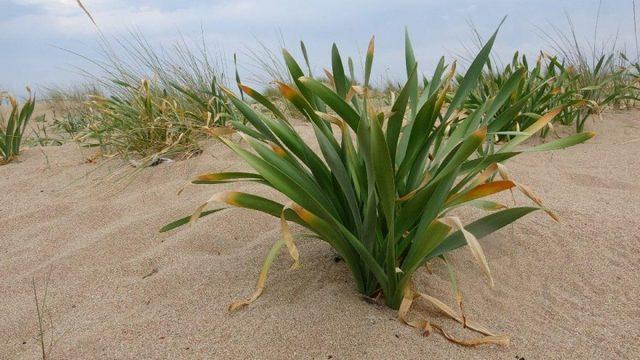 Koparanın cebi yanıyor! Cezası 80 bin lira