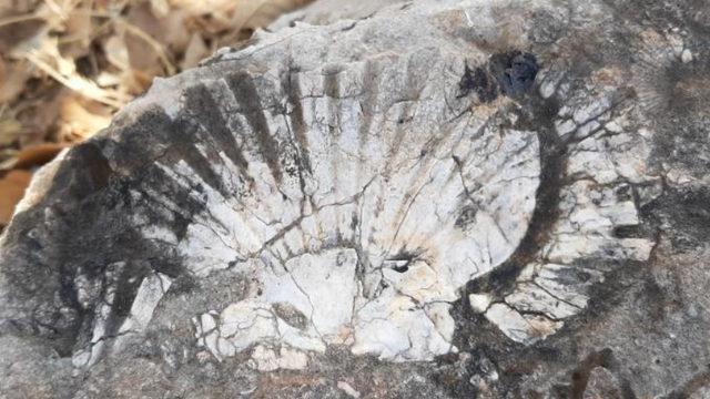 65 milyon yıllık! Kaya parçasında deniz canlısı bulundu