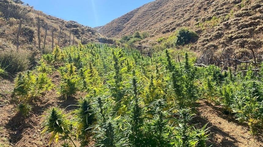 Bingöl'de 7 bin 620 kök kenevir ve 27 kilogram esrar ele geçirildi