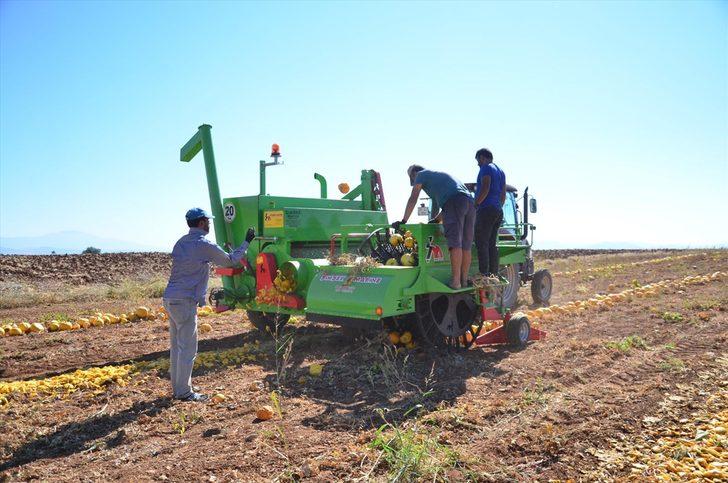 Denizli'de alternatif ürün olarak yetiştirilen çerezlik kabak çekirdeğinde hasat başladı G1