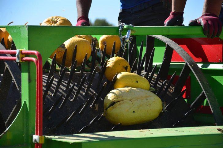 Denizli'de alternatif ürün olarak yetiştirilen çerezlik kabak çekirdeğinde hasat başladı G2