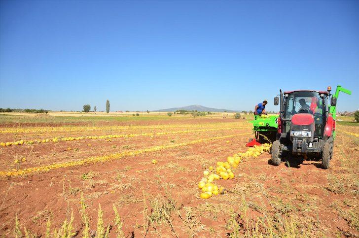 Denizli'de alternatif ürün olarak yetiştirilen çerezlik kabak çekirdeğinde hasat başladı G3