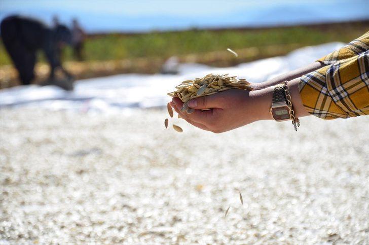 Denizli'de alternatif ürün olarak yetiştirilen çerezlik kabak çekirdeğinde hasat başladı G4