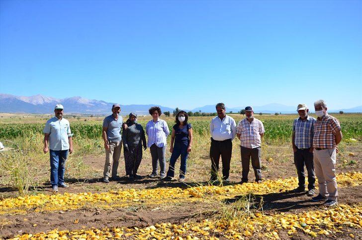 Denizli'de alternatif ürün olarak yetiştirilen çerezlik kabak çekirdeğinde hasat başladı G5