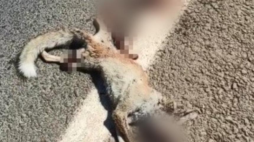 Mahallenin maskotu ''&Ccedil;ilo'' isimli tilki kazada telef oldu