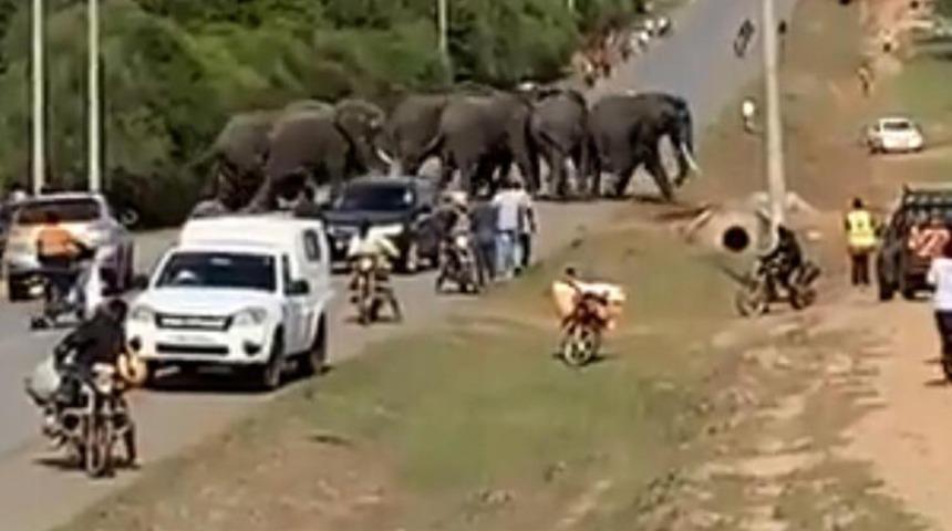 Böylesi görülmedi! Kenya'da susuz kalan filler kasabaya daldı