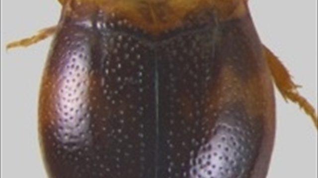 Adıyaman'da yeni bir böcek türü keşfedildi