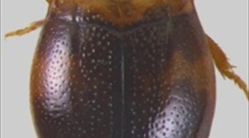 Adıyaman'da yeni bir böcek türü keşfedildi