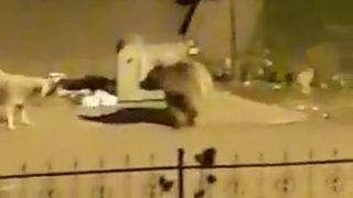 O anlar kamerada! Ardahan'da aç kalan boz ayı bakın ne yaptı