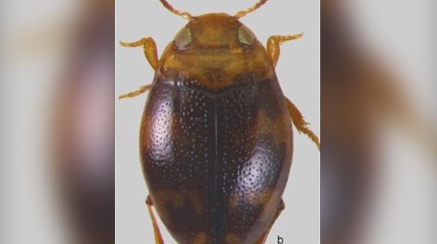 Türkiye'de keşfedildi! Artık bir ilimizin adını taşıyor