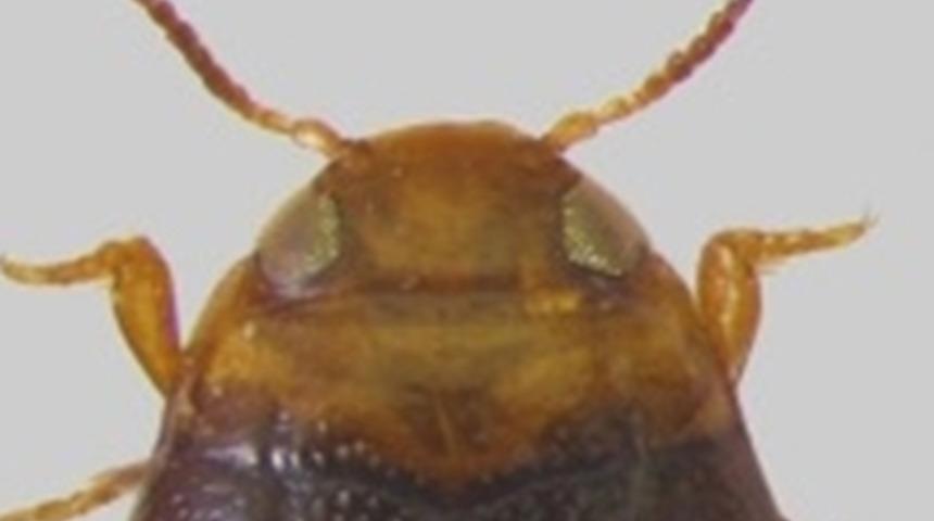 Bilim dünyasına duyuruldu! Adıyaman'da yeni bir böcek türü keşfedildi