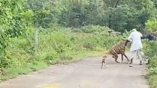 Ölü bulundu! Hindistan’da yolda yürüyen yaşlı adama sırtlan saldırdı