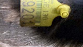 Ardahan'da hayvan kaçakçılığı yaptığı iddia edilen 2 zanlı tutuklandı