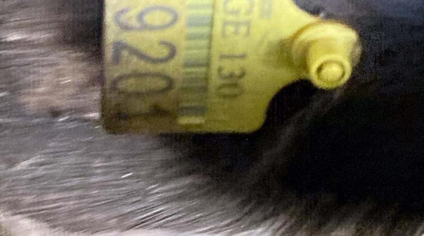 Ardahan'da hayvan kaçakçılığı yaptığı iddia edilen 2 zanlı tutuklandı