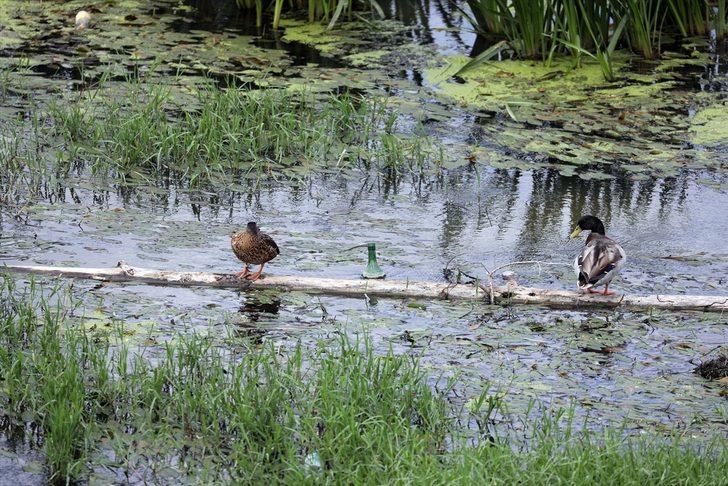 Tunca Nehri'ndeki kirlilik doğal yaşamı olumsuz etkiliyor G2