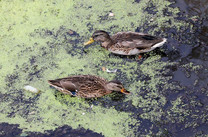 Tunca Nehri'ndeki kirlilik doğal yaşamı olumsuz etkiliyor G3