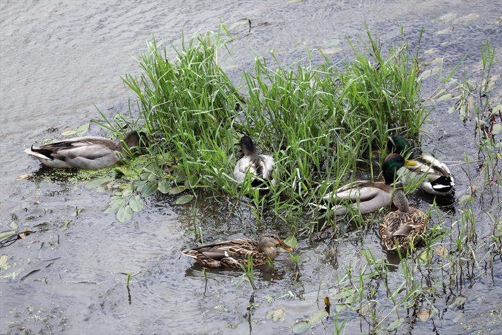 Tunca Nehri'ndeki kirlilik doğal yaşamı olumsuz etkiliyor G4