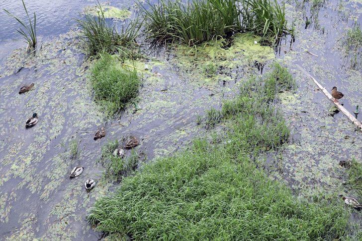 Tunca Nehri'ndeki kirlilik doğal yaşamı olumsuz etkiliyor G5