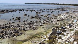 Van Gölü'nde korkutan görüntü! Son yılların en kötüsü