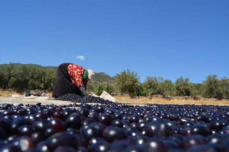 İslahiye'de üzüm kurutma zamanı G1