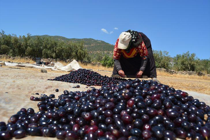 İslahiye'de üzüm kurutma zamanı G2