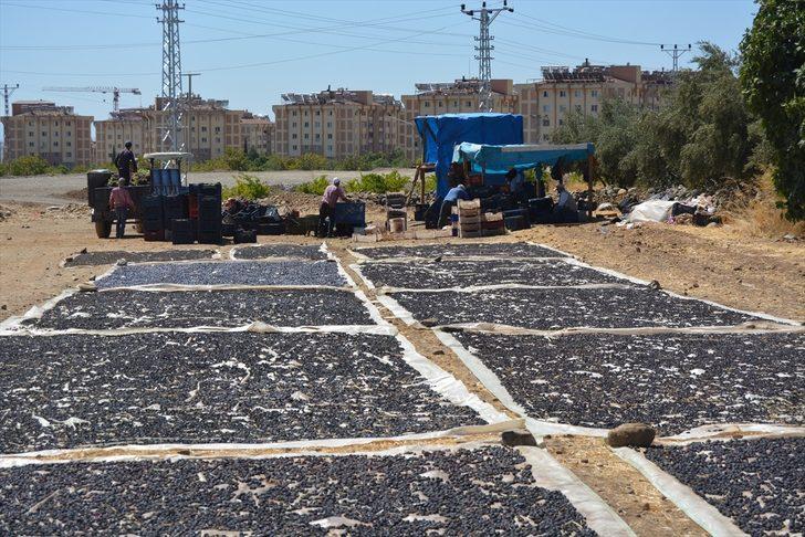 İslahiye'de üzüm kurutma zamanı G3