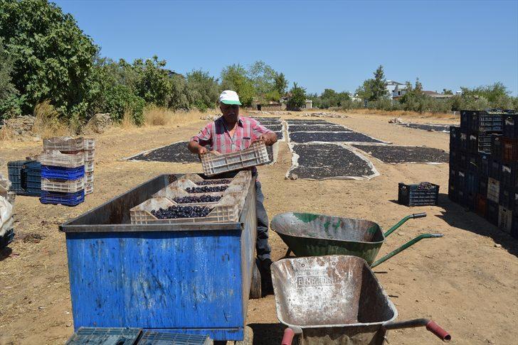 İslahiye'de üzüm kurutma zamanı G4