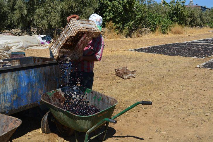 İslahiye'de üzüm kurutma zamanı G5