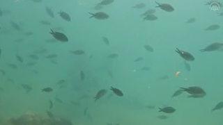 Dalış için Türkiye'ye geldi, gördüğü manzaraya hayran kaldı