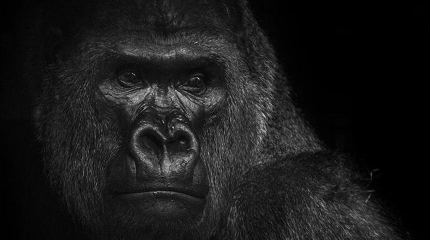 Kısırlık tedavisi gören goril doğurdu