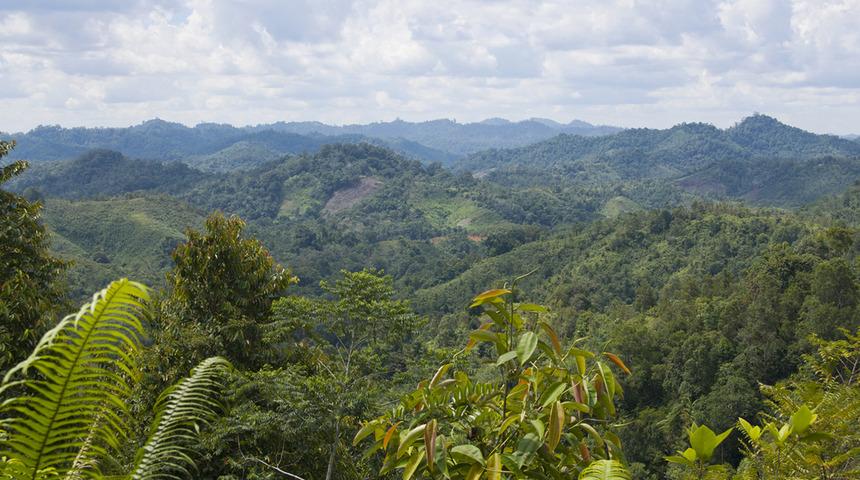 Borneo'da 52 yeni hayvan türü
