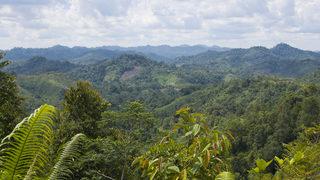 Borneo'da 52 yeni hayvan türü