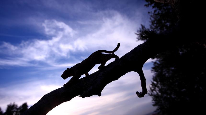 Anadolu Parsı geri dönüyor