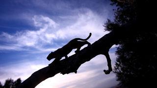 Anadolu Parsı geri dönüyor