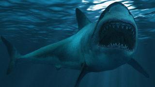 Köpek balıkları ve vatozların nesli tükeniyor! Kırmızı listede ortaya çıktı