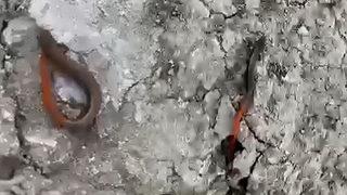 Adıyaman'da çernov ince kertenkelesi görüntülendi! İlk kez görüyoruz