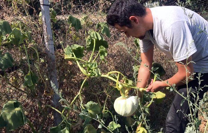 Tarım lisesinde doğal yöntemlerle 30 çeşit sebze ve meyve üretiyorlar G2